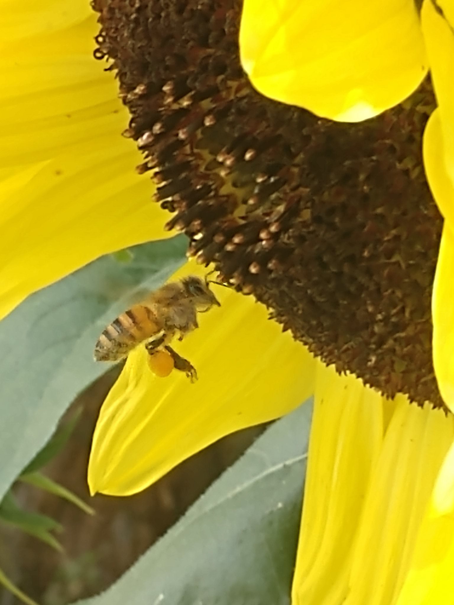 Bee on a sunflower