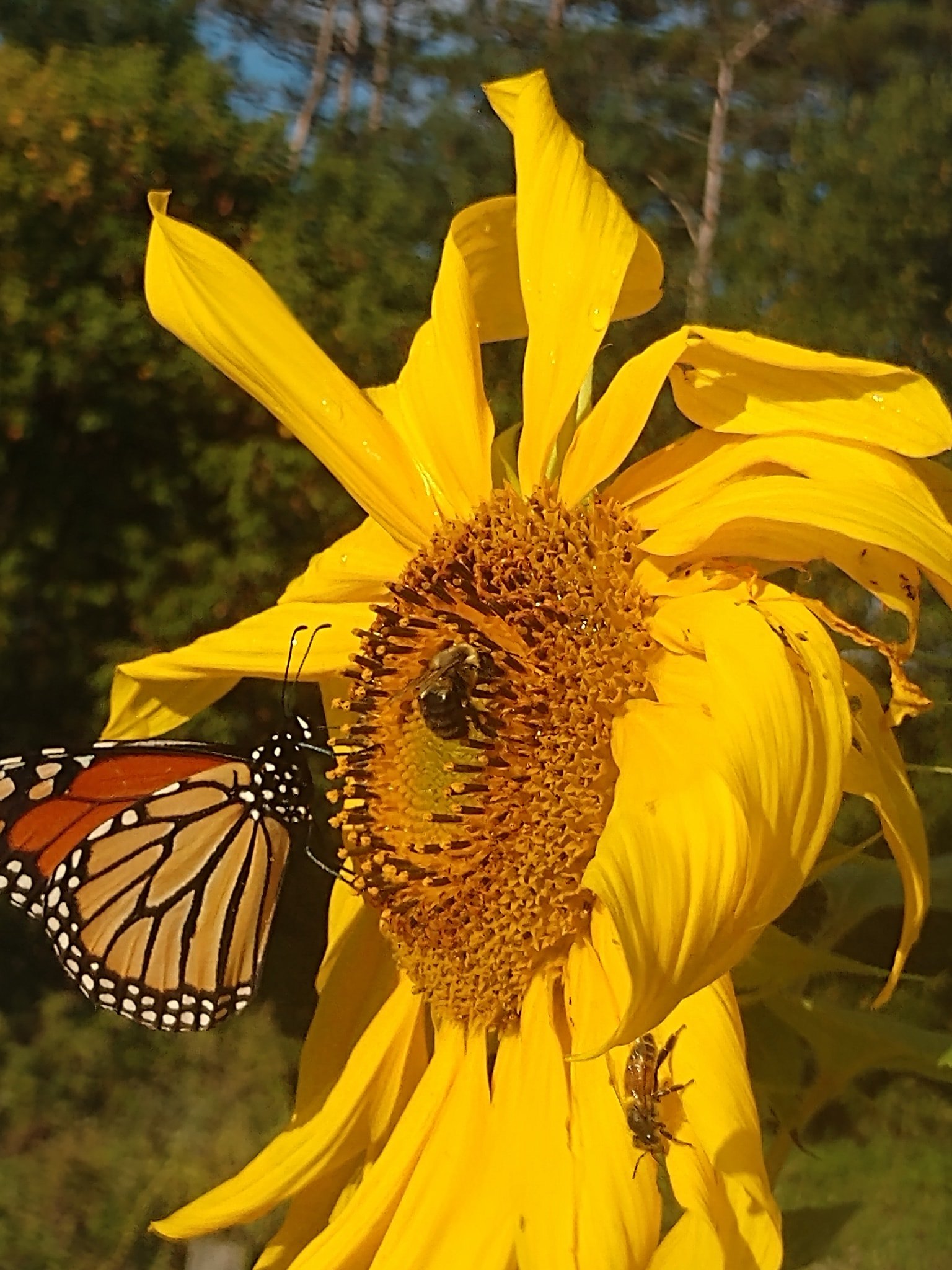 Pollinators on a sunflower