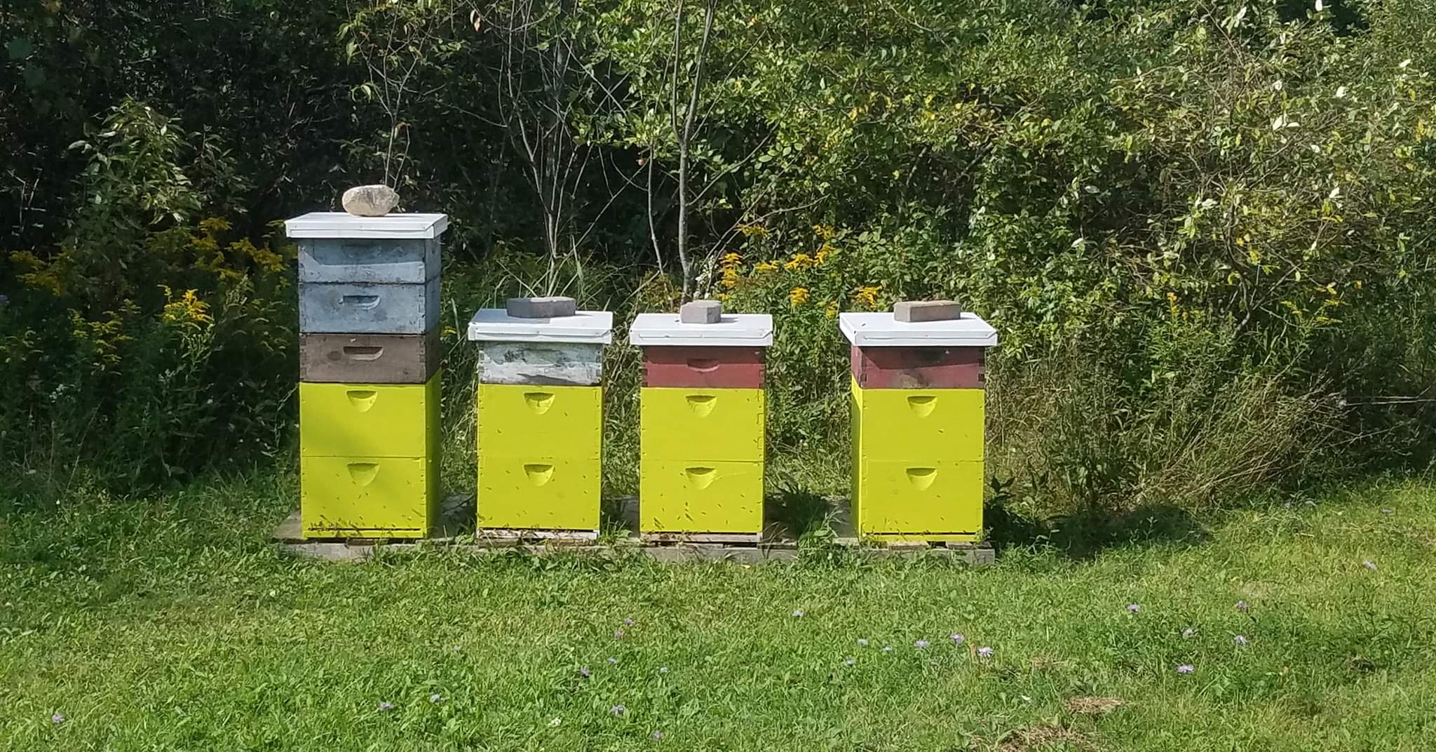 Rows of beehives set up in the farm yard